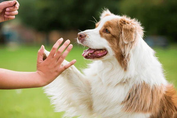Why Professional Dog Training Matters for a Happier, Better-Behaved Dog