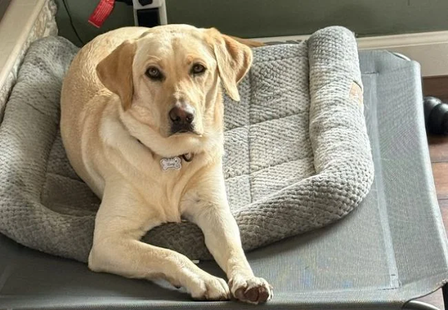  How Pet Training and Behavior Modification Work Together for Better Results